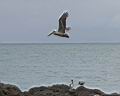 Img_7391d-pelikan hnedy-brown pelican v NP Manuel Antonio.jpg